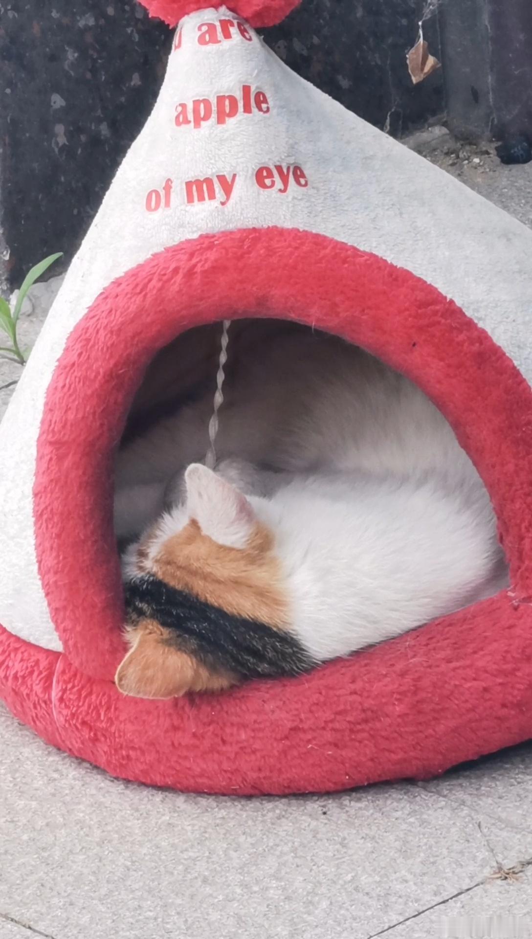 路遇一只睡美猫。 
