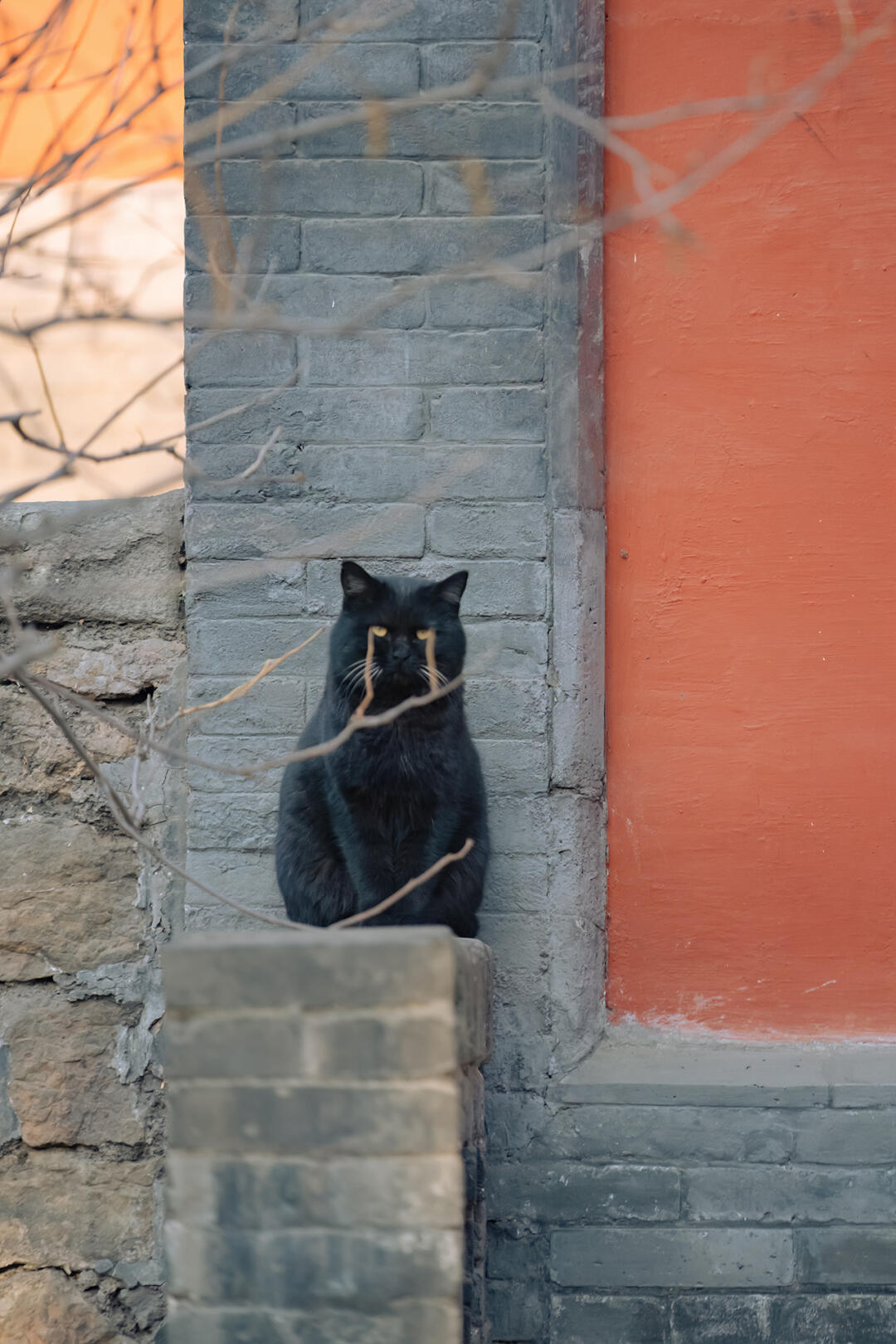 拍到猫猫“哭”了 