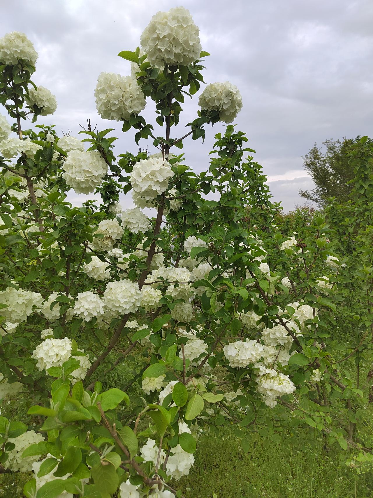 周至县终南镇一一哭泣的绣球花
周日和女儿一家去周至县终南镇看绣球花。好大好大的园