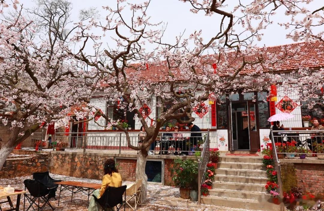 e人看花是社交局，i人看花是情绪局。大孤山这波杏梅花活动，两个局同时开着，还互不