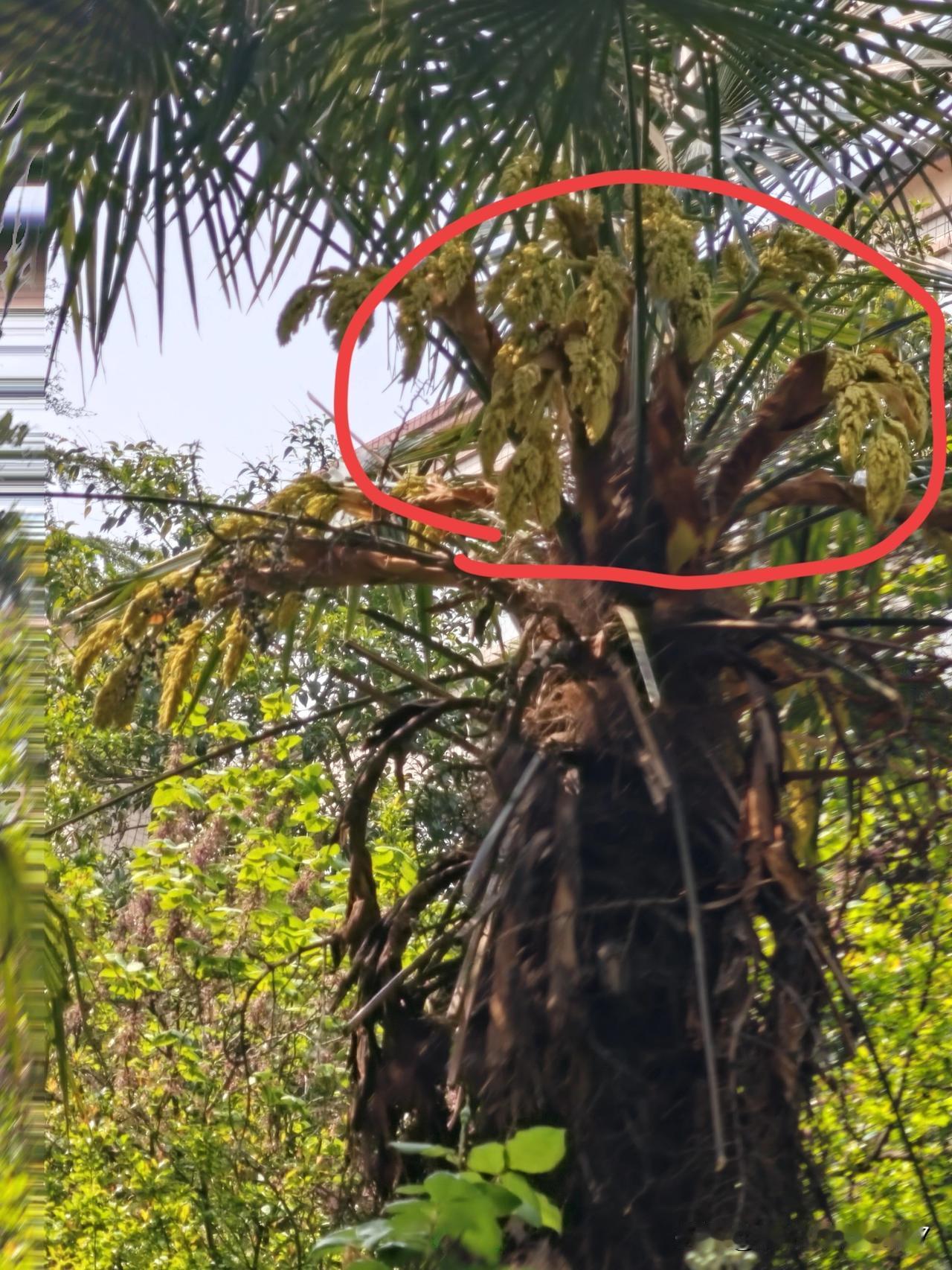 这是南方的树种，棕榈树吧，在我们北方长的也挺好的。

小区的院里有两棵棕榈树，长