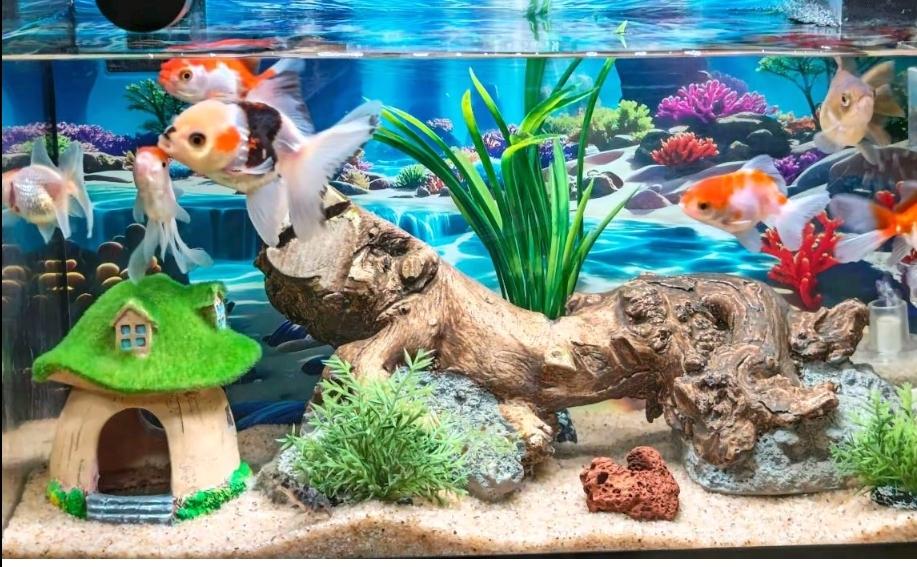 治愈系金鱼缸｜把海底小世界搬回家
 
每次看到这个金鱼缸，烦躁的心情都会瞬间被治