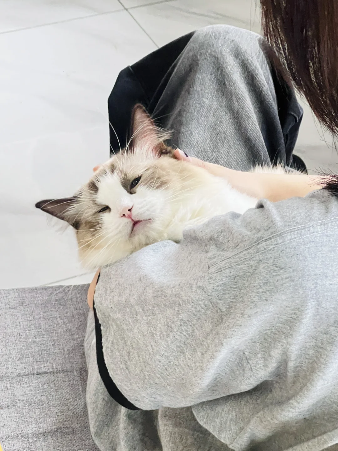 芜湖！不允许还有人不知道这家猫咖有多好撸！