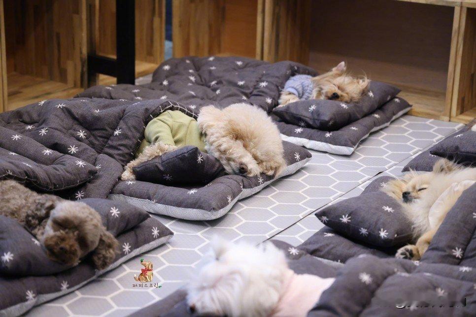 国外一家叫puppyspring的狗狗幼托班，来托管的小狗勾们正在午休，一狗一床