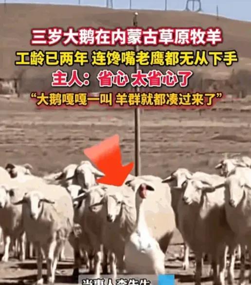 “太有灵性了！”内蒙古一男子养了2只鹅，总喜欢打架，男子一气之下，直接将一只鹅扔