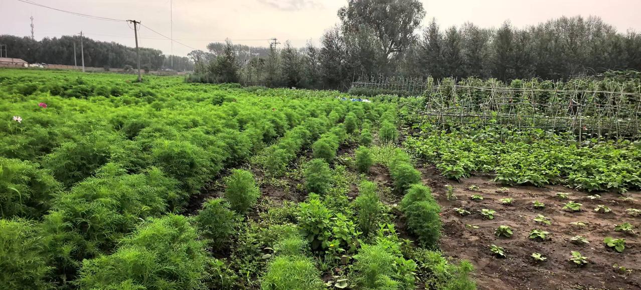 雨润花海春意浓