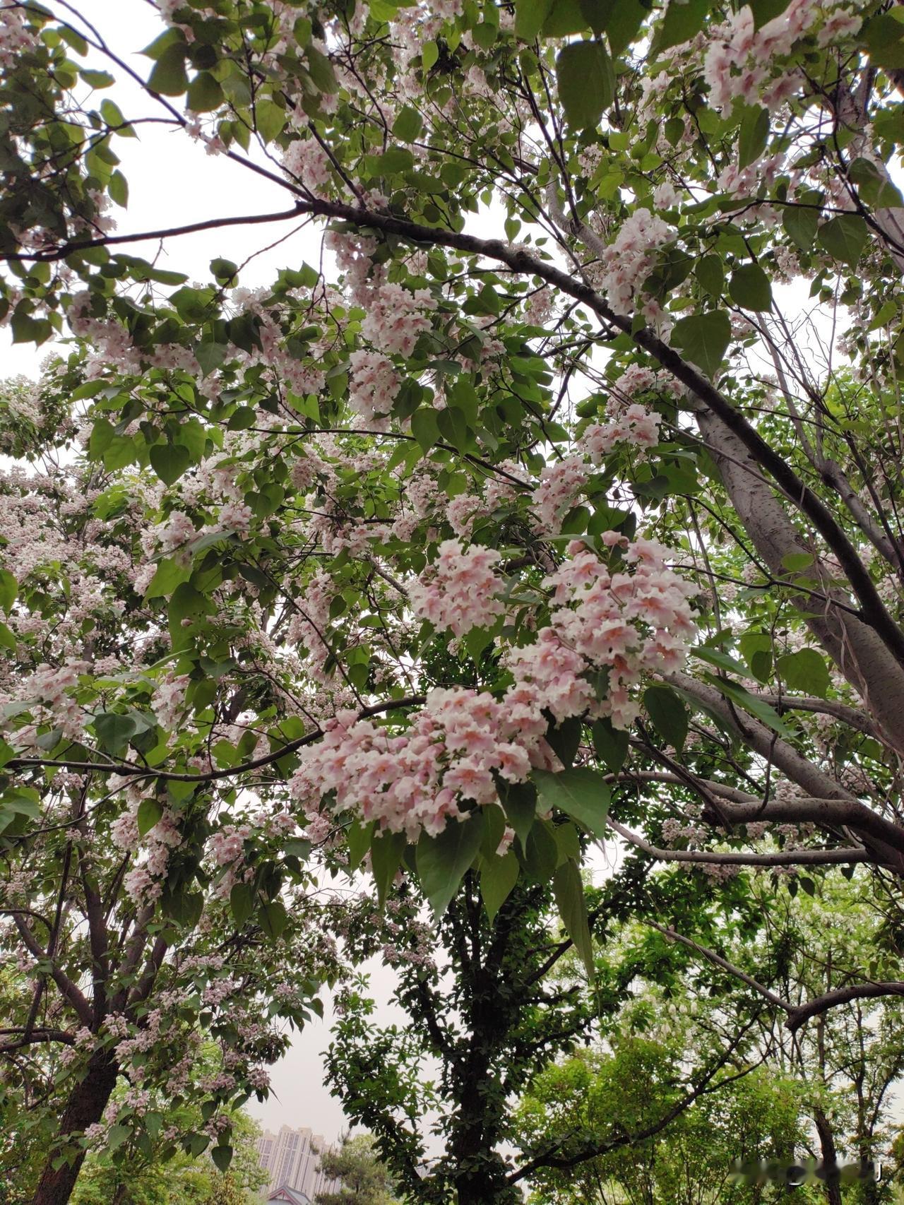 天津球迷心中的中国女排
        主教练 外聘（比如拉瓦里尼）
     