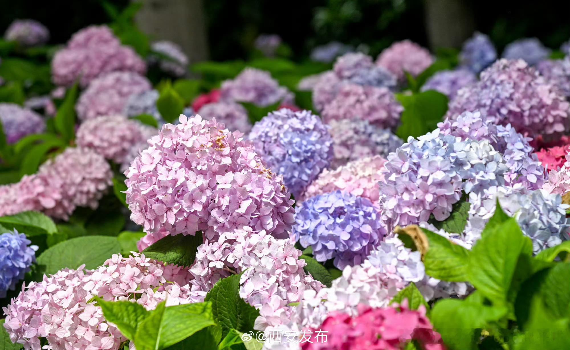 西安绣球花迎来盛花期【绣球盛放 市民打卡初夏限定浪漫】6月1日，西安市丰庆公园的