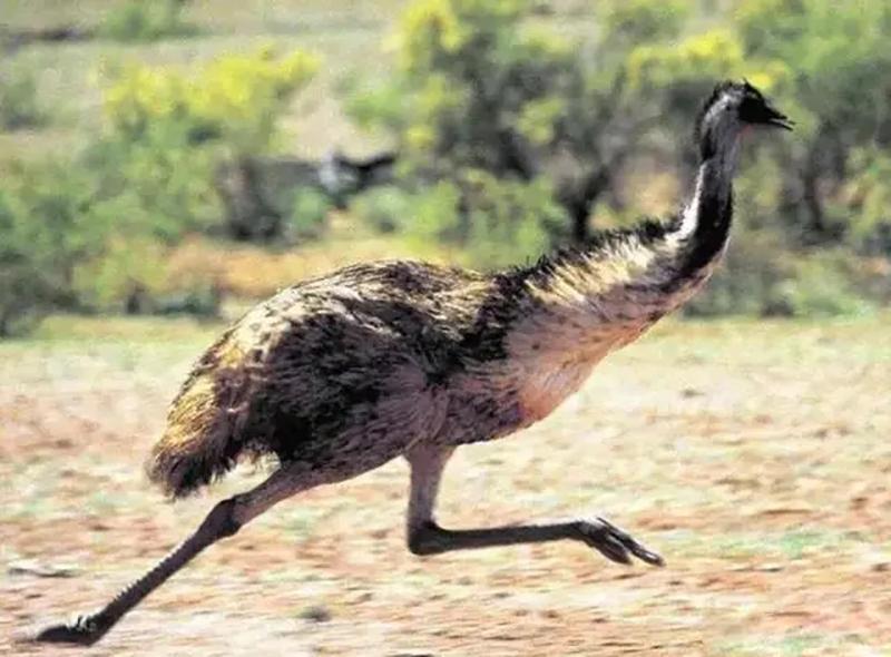 1932年，一场人鸟大战在澳大利亚爆发，2万只巨鸟横扫了整个澳洲，著名少将梅雷迪