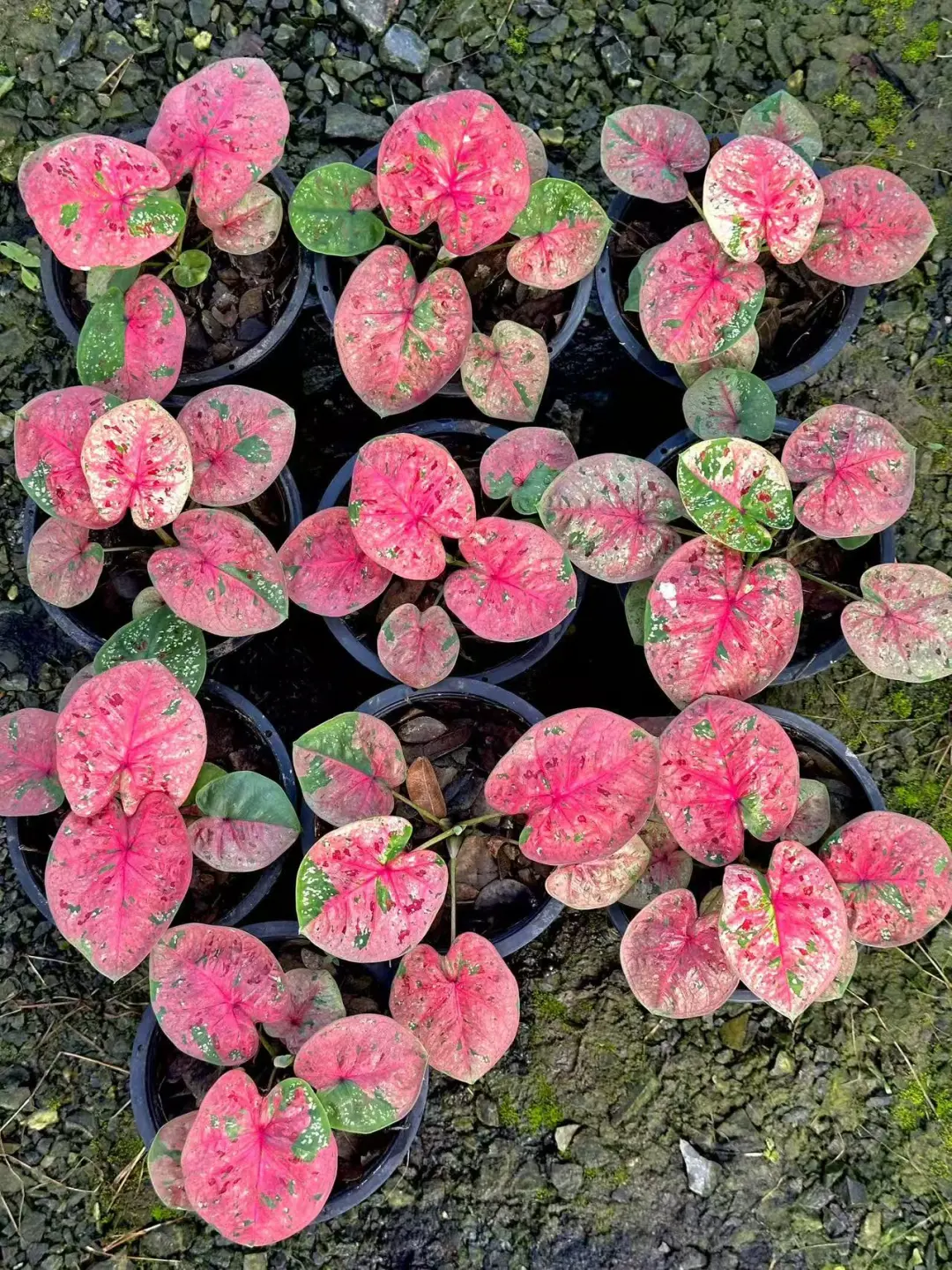 粉色莫吉托杂（暂时无名）