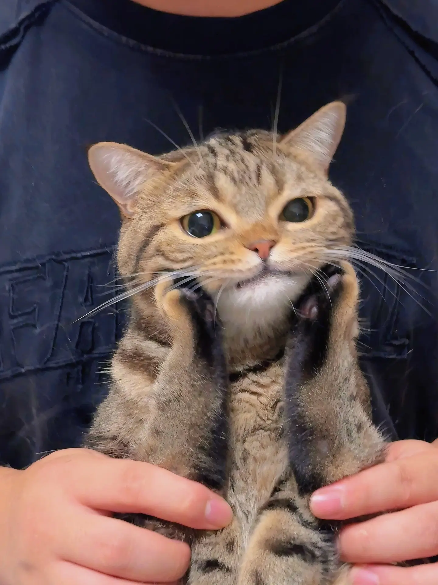 心情忐忑，就养一只猫吧！她会治愈一切！！