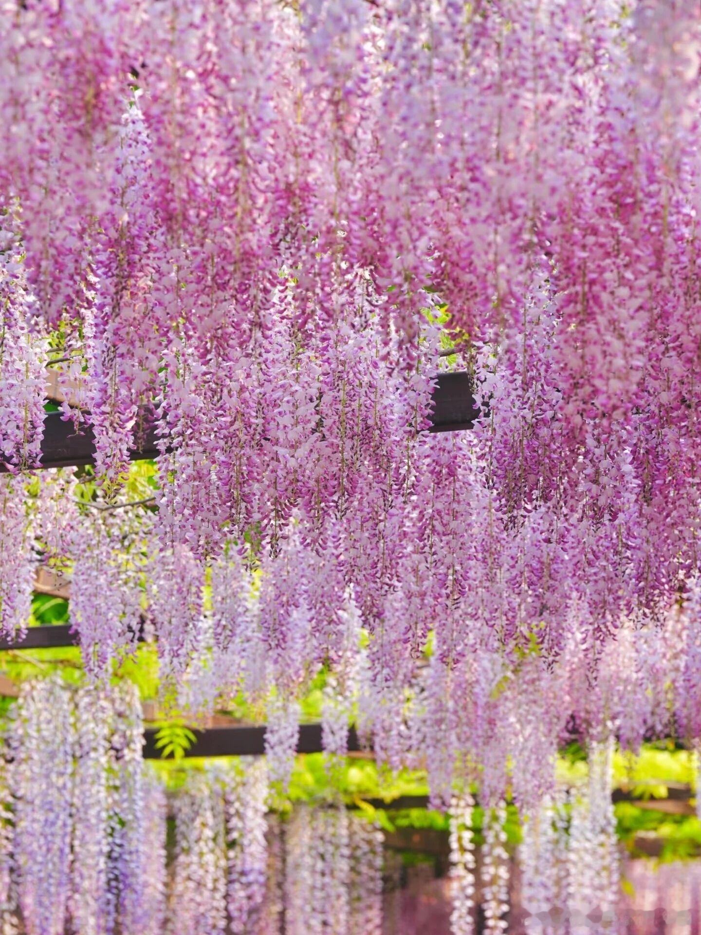 今天被北京玉渊潭公园西门的紫藤花治愈了💜垂落的花穗如云似帘，紫粉交织漫成瀑布，