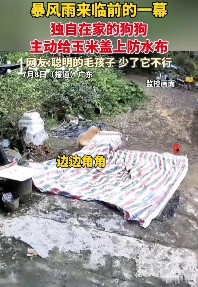 广东，主人出门劳作前将玉米铺在院子里晾晒，谁料当地天气突变，短短时间内乌云密布、