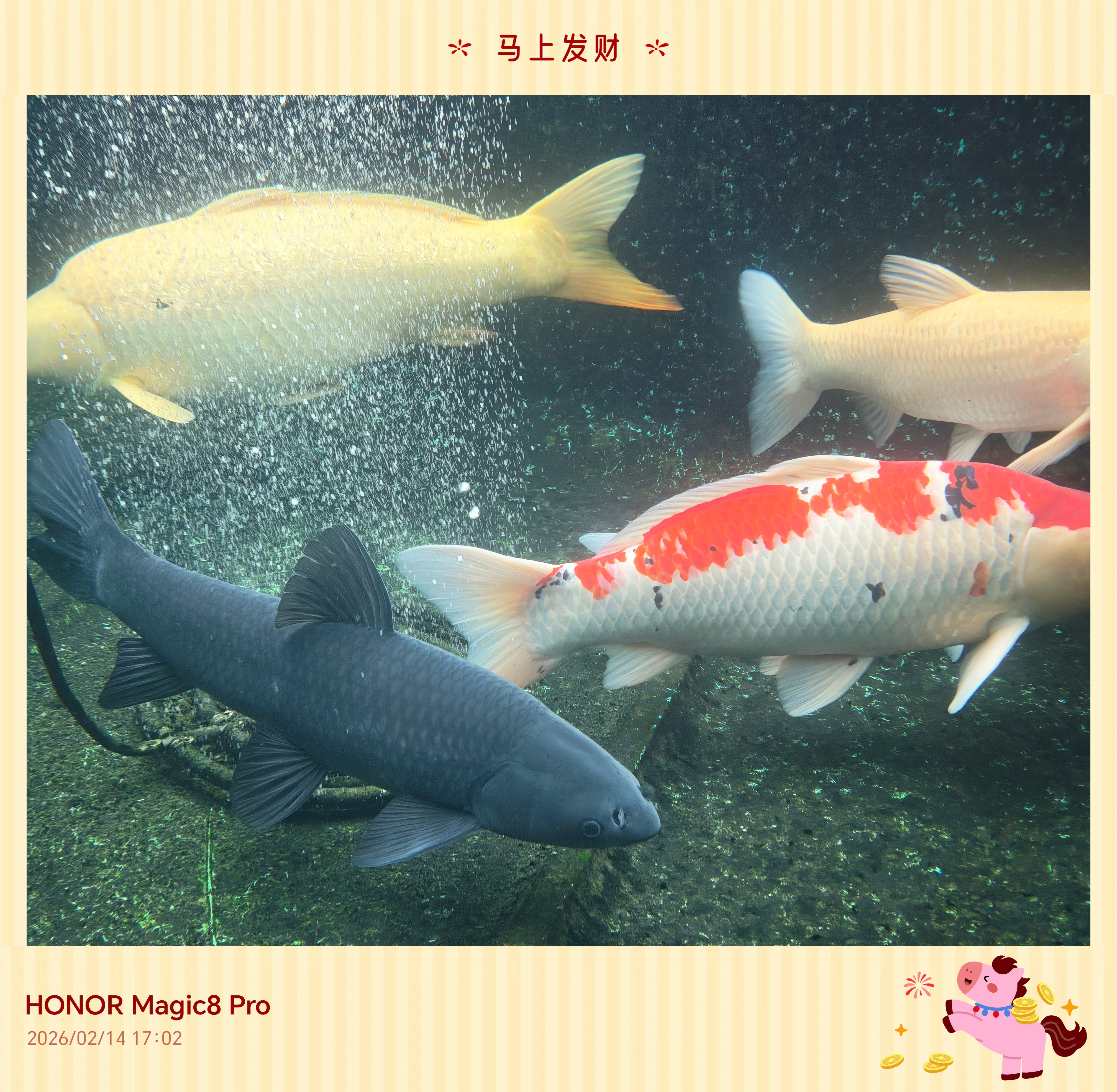 直接搁水里拍的是好看很多嗷～抓到一条大大大胖鱼从不质疑荣耀magic8 的拍摄效