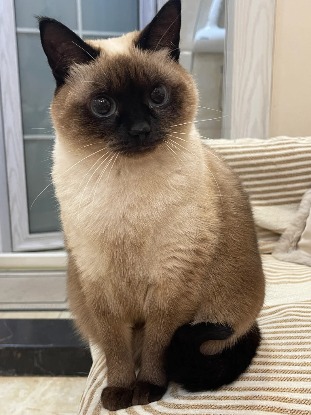 冻梨小猫今年没有变黑！
