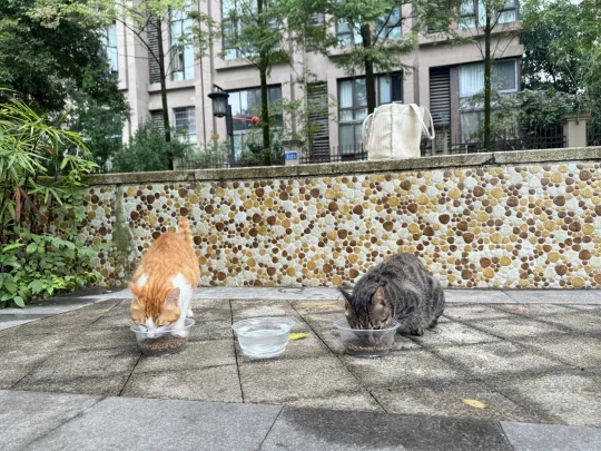 形影不离的两只流浪猫  狸花消失的第三天