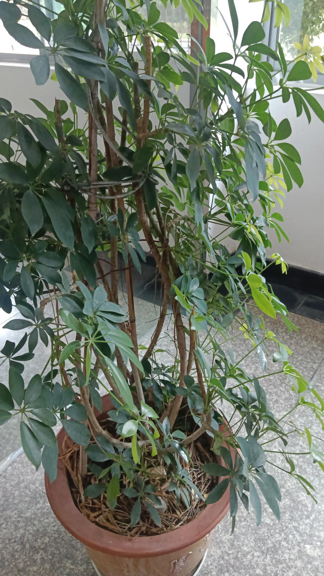 车的前挡风玻璃
遇到晚上 下雨天就模糊看不清
一直以为换一下玻璃需要很多银子
没