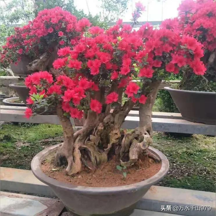 老桩杜鹃
            一
谁笑佝偻满身疤？
入盆照开数层花！
木匠说