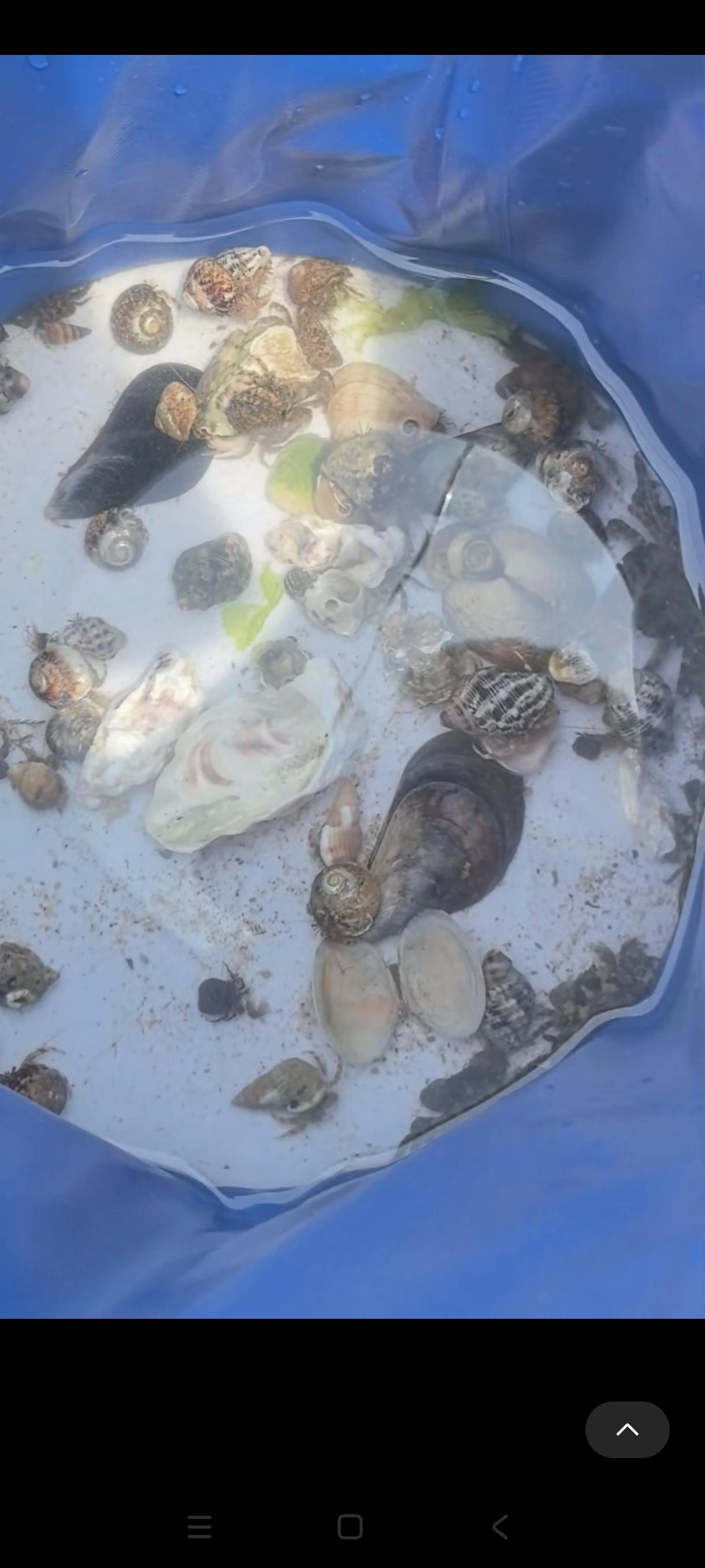 海里的东西
