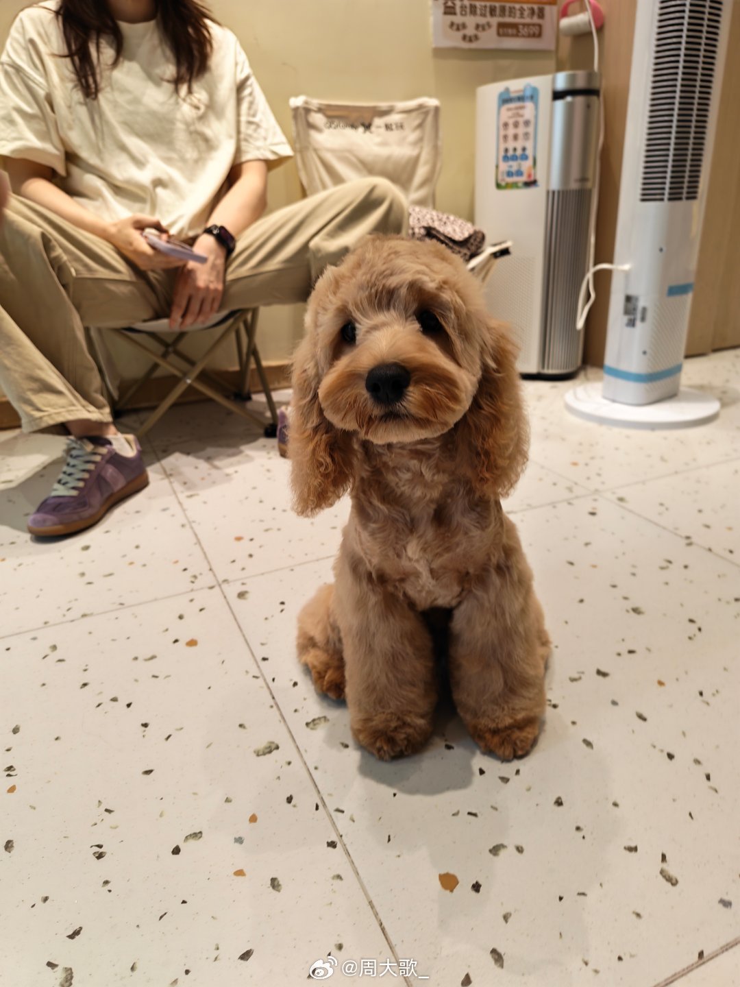 修狗剪完造型变了一条狗～判若俩狗🐶小狗伊布动物奇趣萌宠