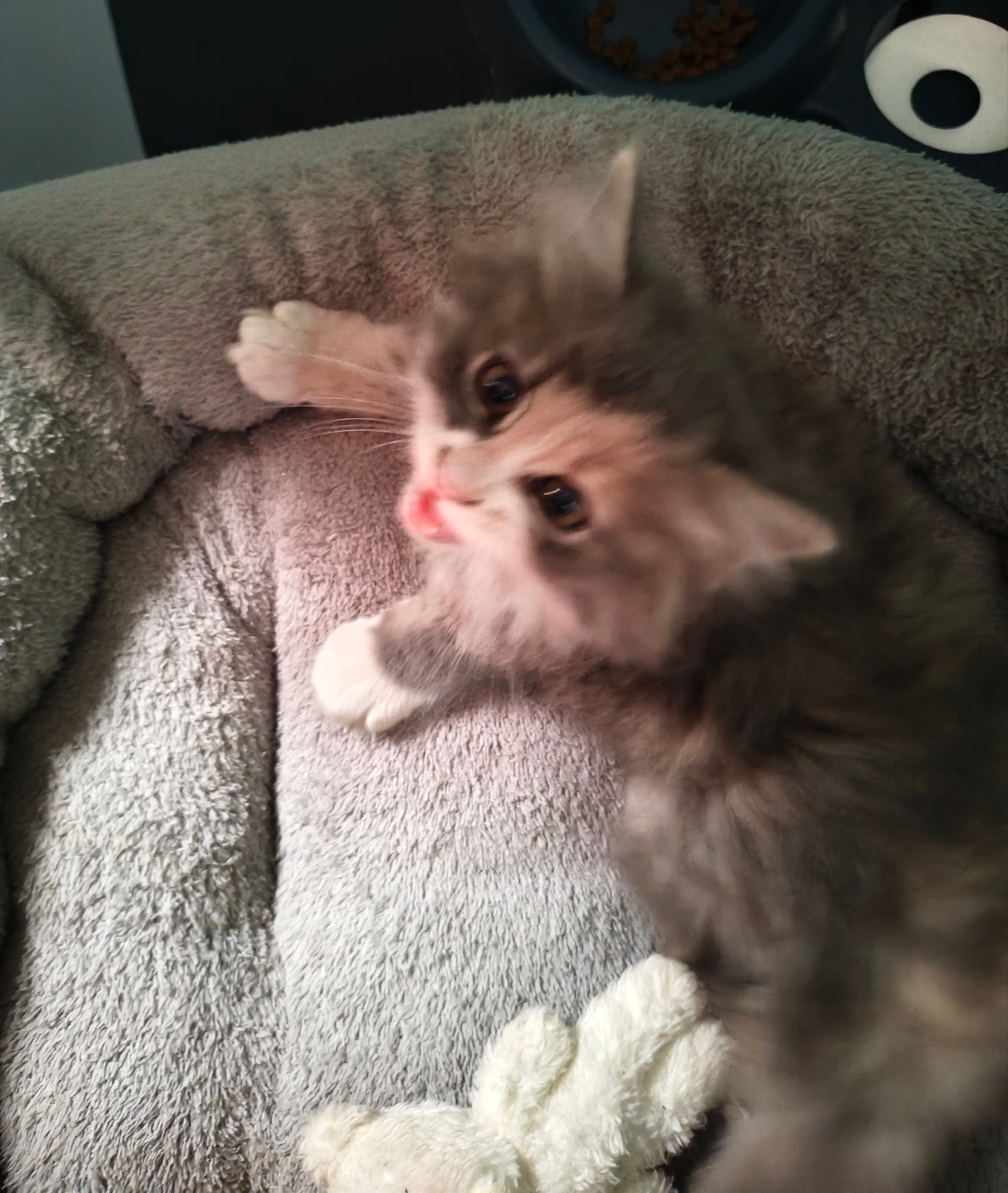 喵 凶巴巴的春天宝贝 ​​​