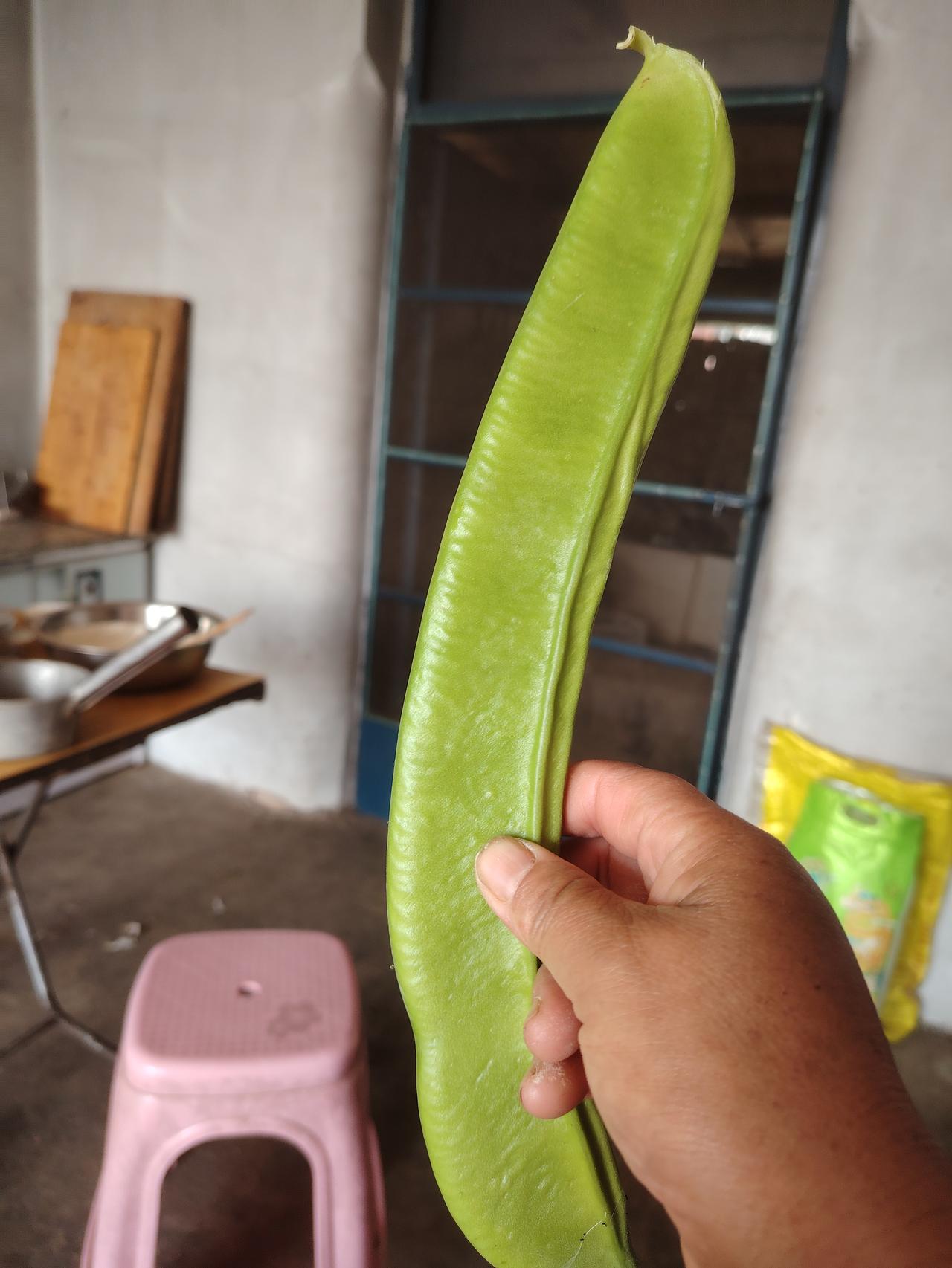 大家谁认识这个是什么吗？