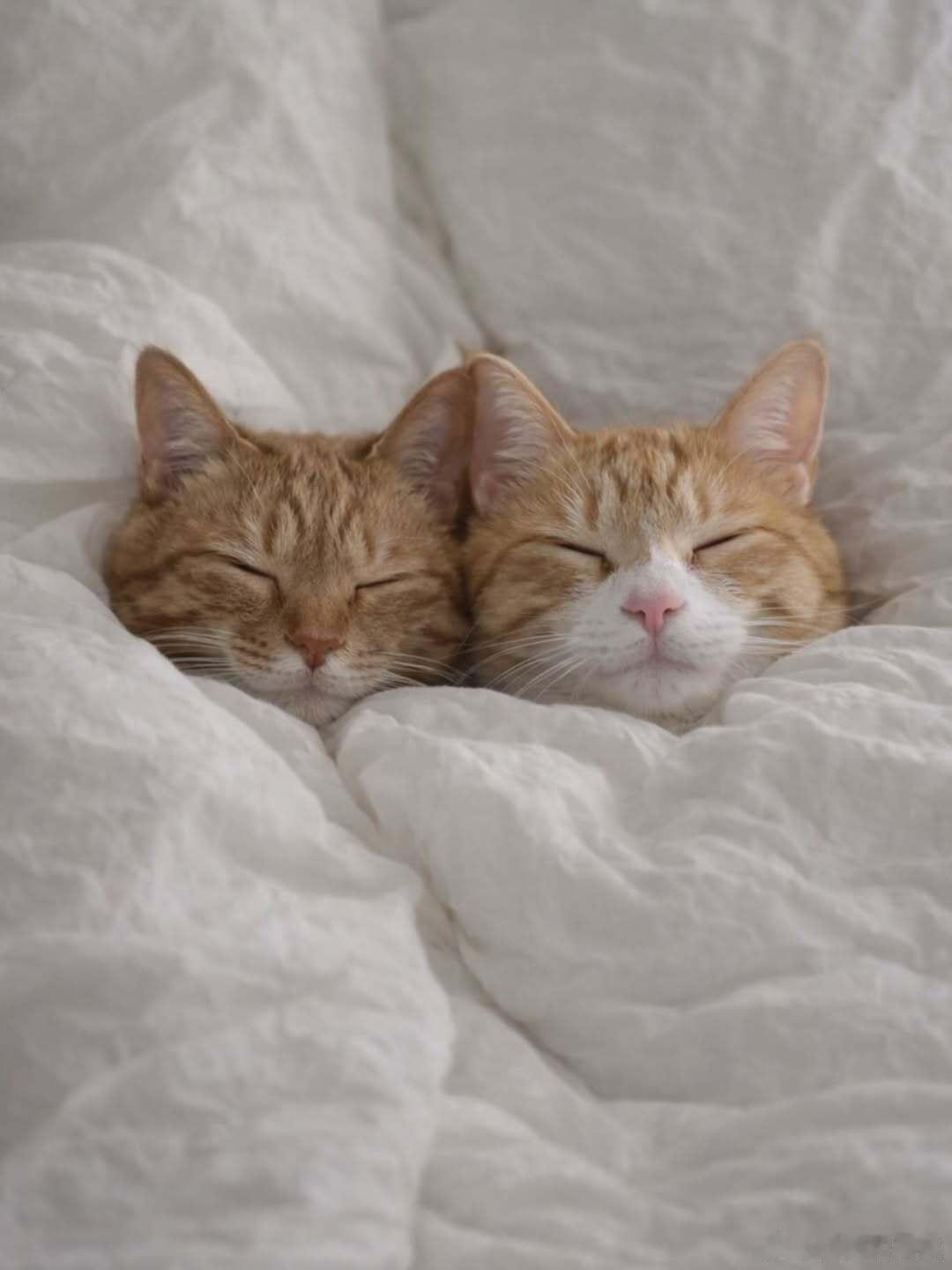 ..cr：meetmeinthestarlight 