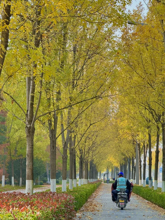 西安这条金色小路竟然这么美～还没人知道‼️