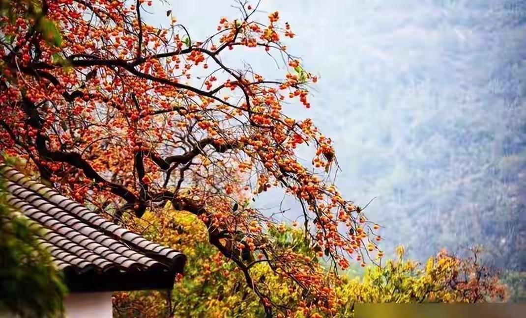 没有招牌，没有门票，一棵“顺手种下”的柿子树，把游客从千里之外拽进了徽州古村
