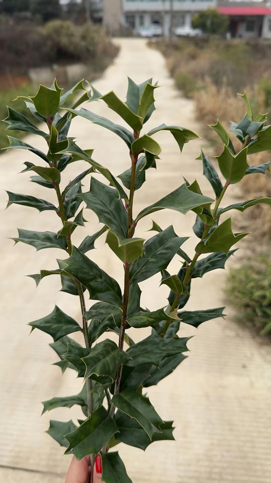 这个你们叫啥😄