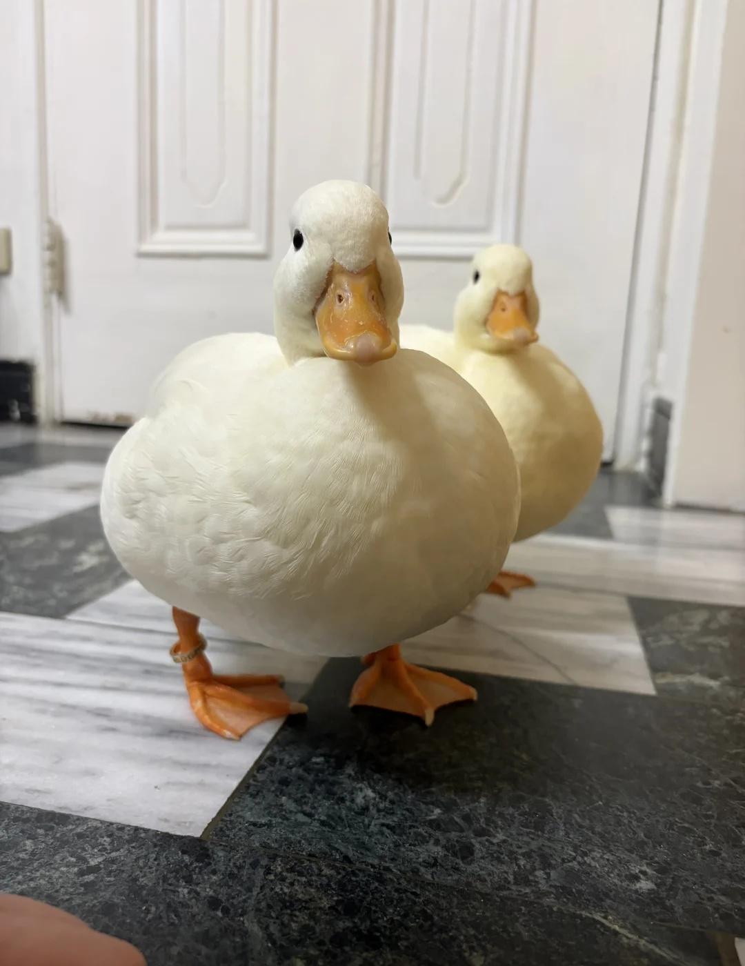肥嘎嘎！
2026/6/18.
柯爾鴨 柯爾鴨台灣 柯爾鴨🦆🦆 柯爾鴨寶寶