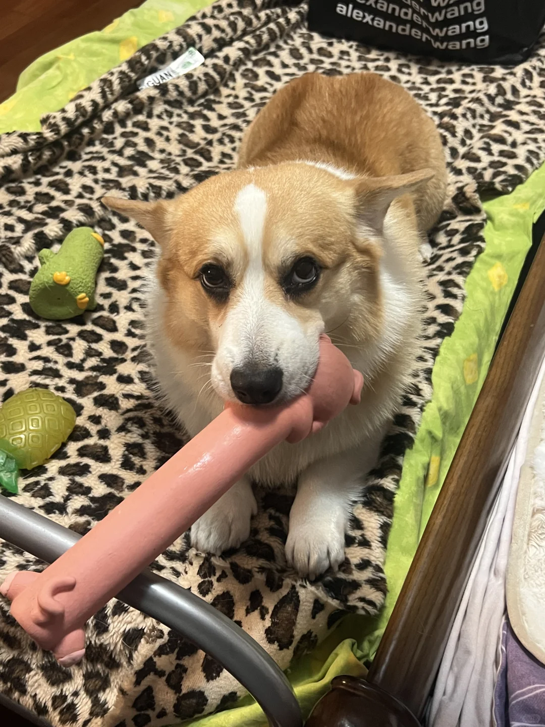 好可爱的小狗和好可爱的玩具