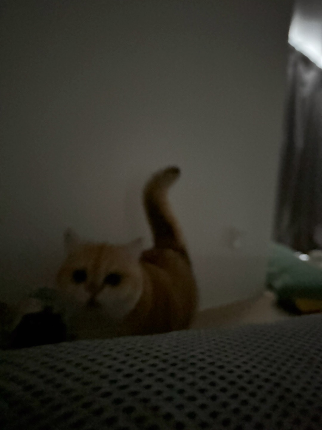 小肥咪咪看我昨天晚上没咳醒，一大早马上嘤嘤嘤来找我撒娇[给你小心心]#菇冬怎么肥