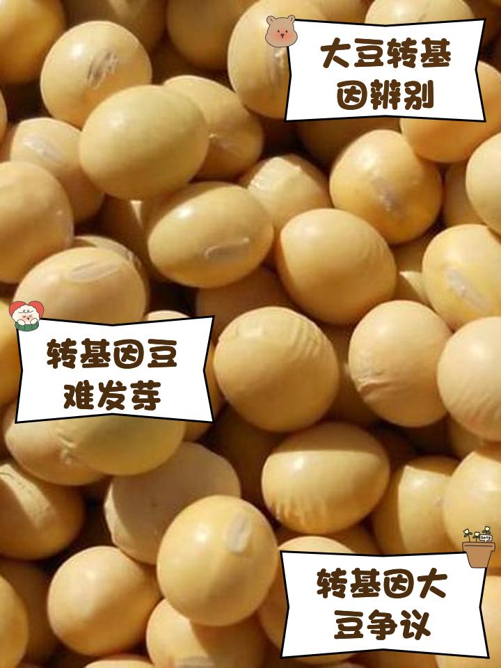 美国资本家又来了，大家最担心美国的转基因大豆又会卖给中国！
转基因大豆的害处如下