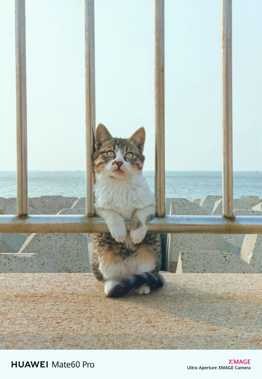 海边、山里，树上、草里，有猫就有好风景