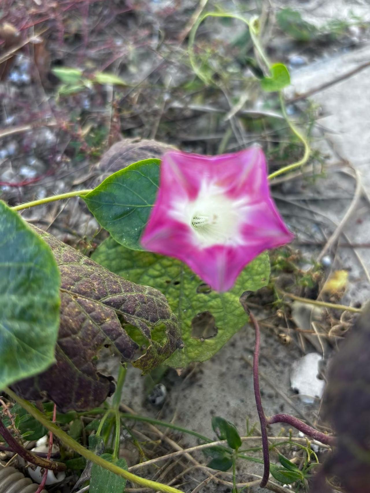 冬日生活打卡季冬日里的牵牛花