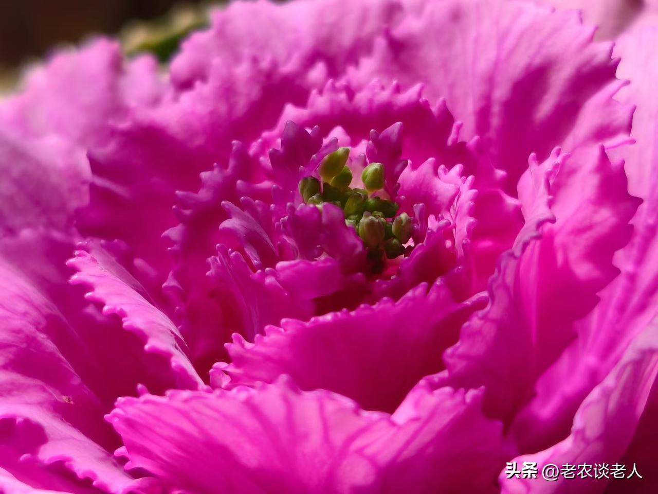 肉解冻用水泡是错误方法！
家里电冰箱里存放的新鲜猪肉、牛肉、羊肉、鸡肉等肉类食物