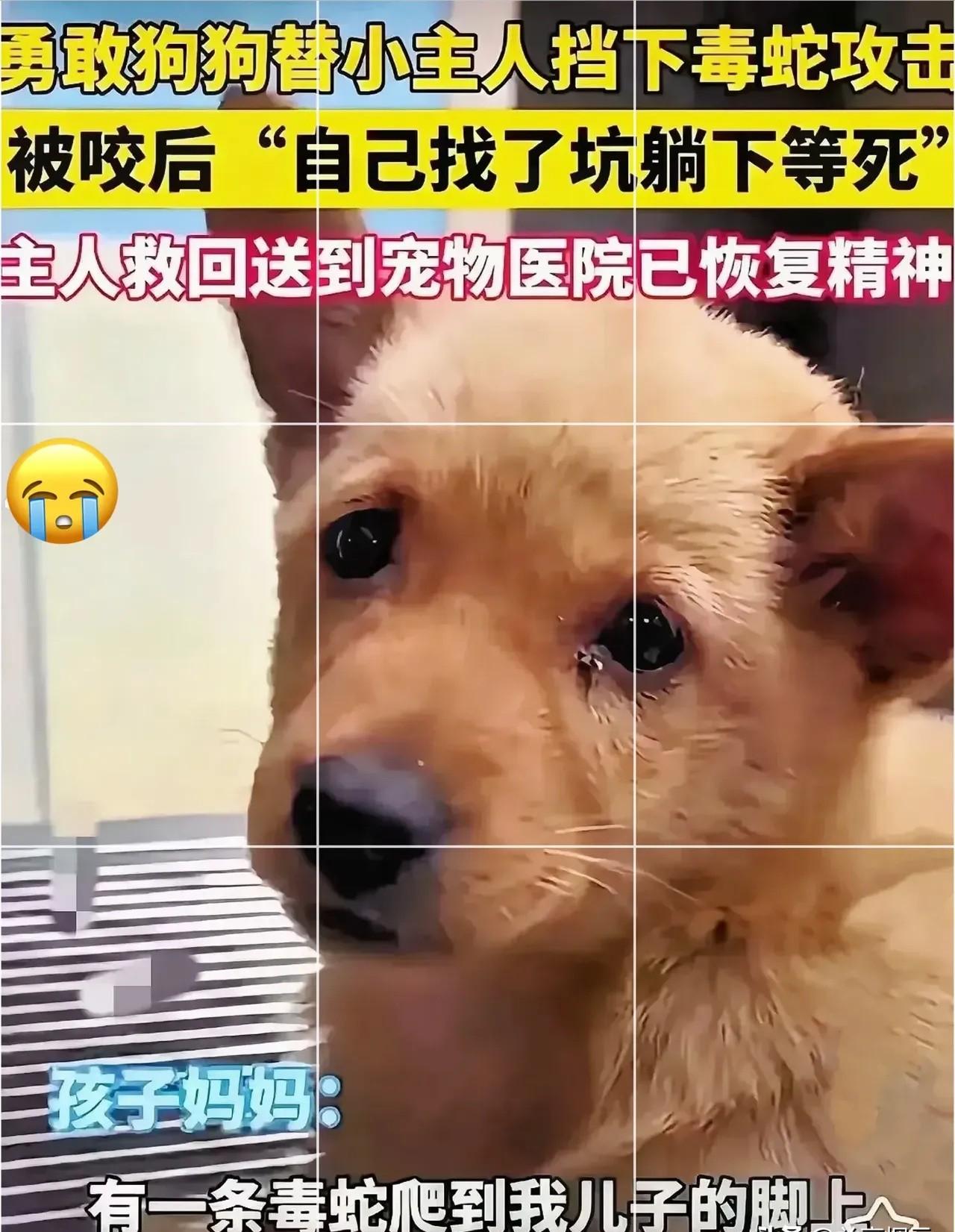 泪目！广东惠州，一只小狗为了替小主人挡下毒蛇攻击，挺身上前撕咬毒蛇反被咬，之后，