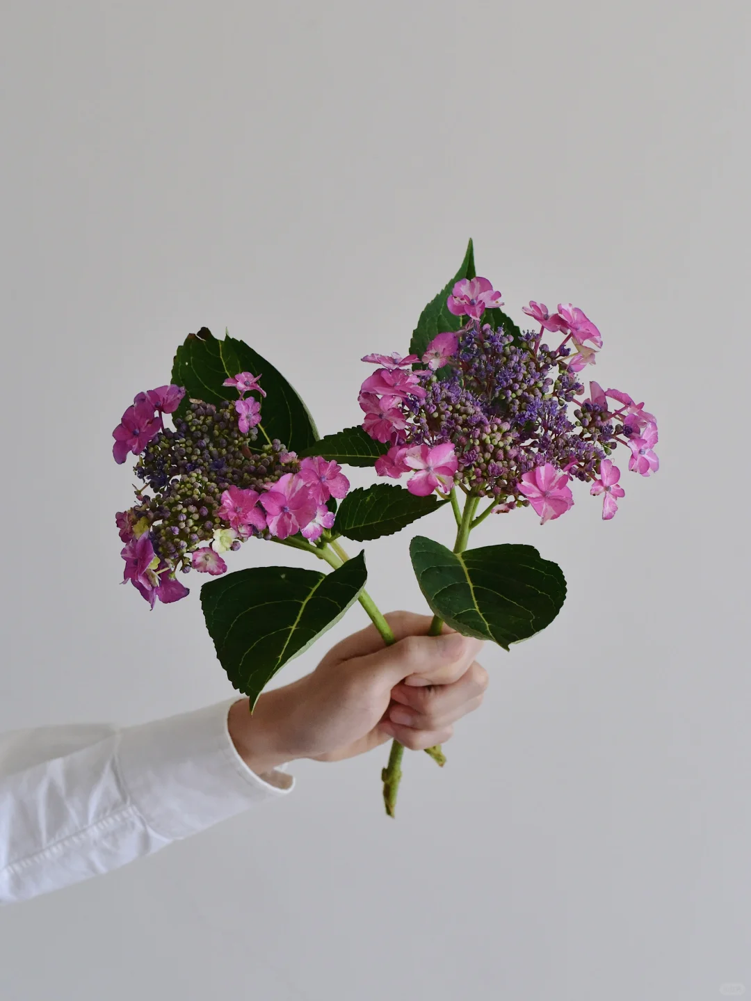 三木谷绣球庄园·晴空