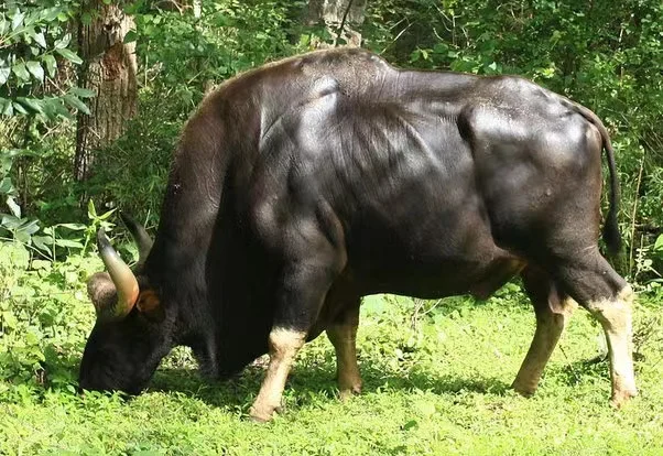 为什么牛吃草就能长肌肉，人却不能？