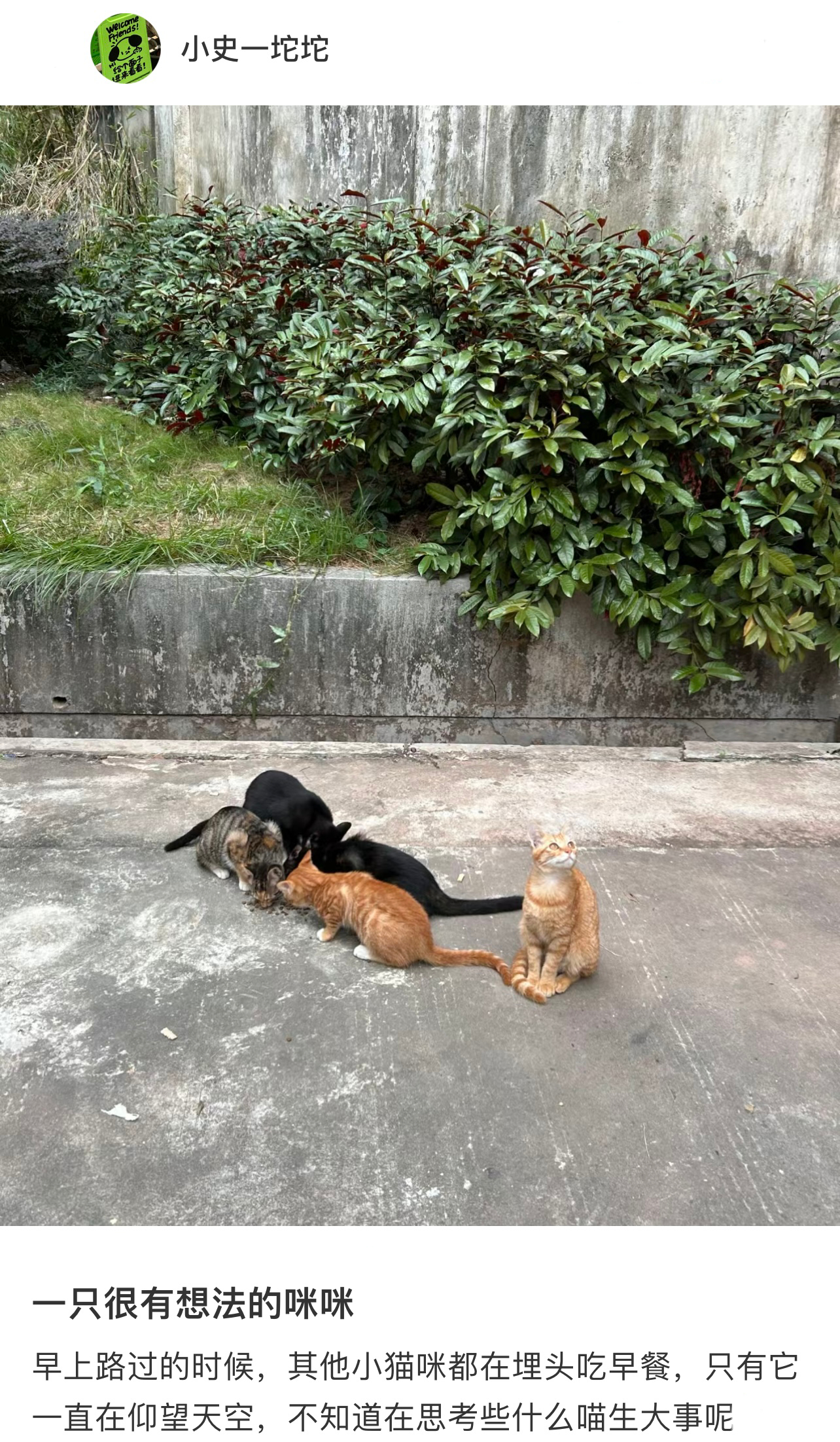 一看就是一只infp小猫满地都是喵喵粮，我抬头望向了月亮[抱一抱] ​​​