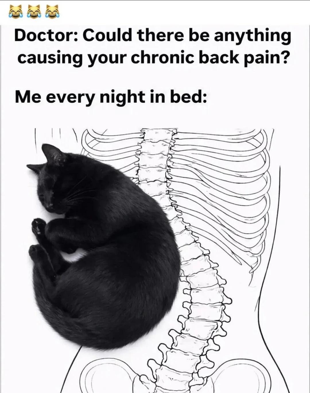 meme71
梗图 meme 猫 坏猫