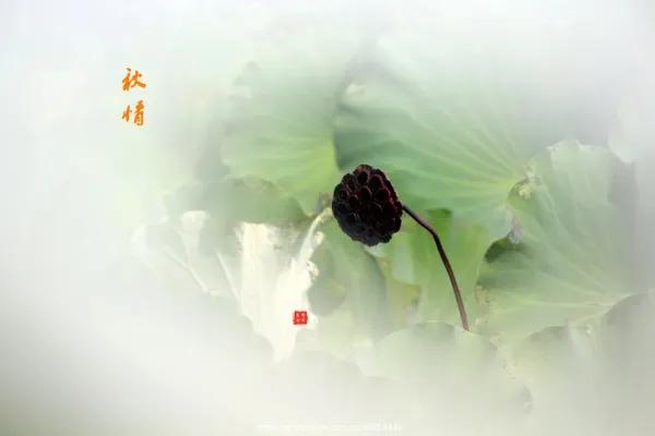 冬之韵，秋之情

秋已将我深拥
何必让我又凄婉深情
我不想在秋的余景里继续磨心