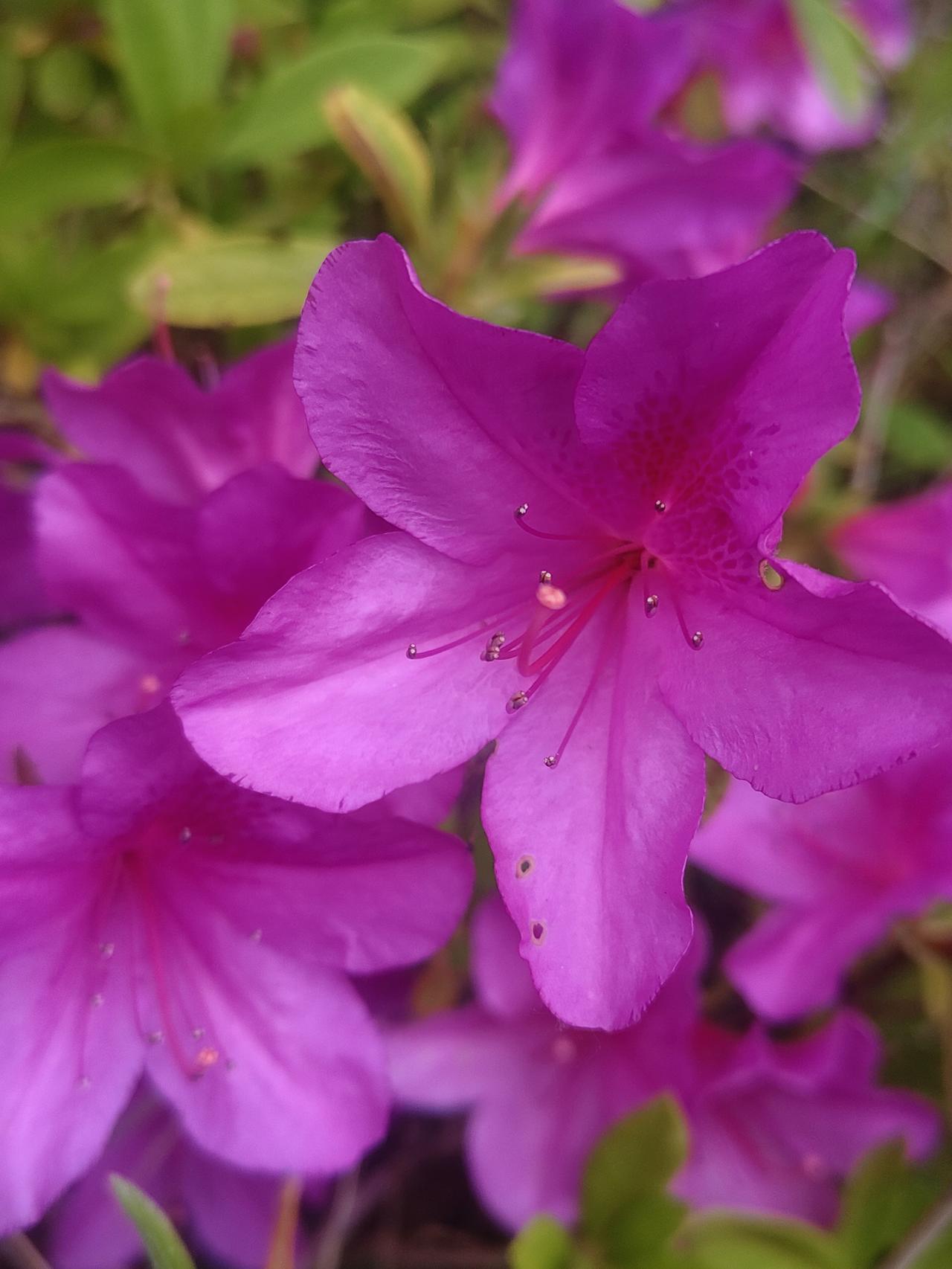 粉嫩欲滴的樱花盛开，春意盎然，美不胜收！🌸🌸🌸