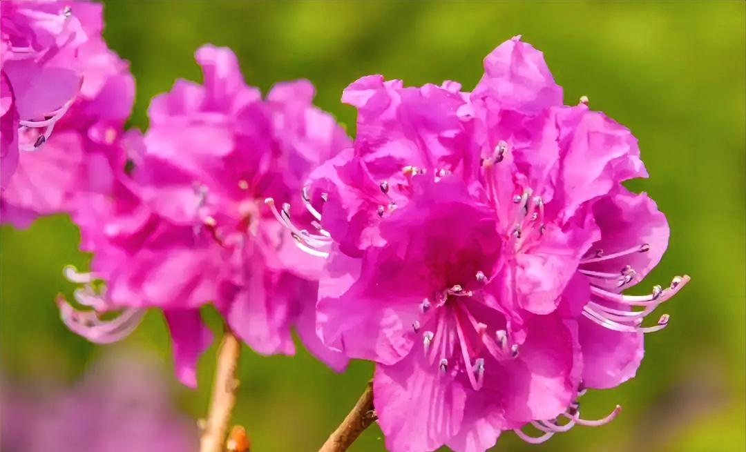 晒一张你拍的花