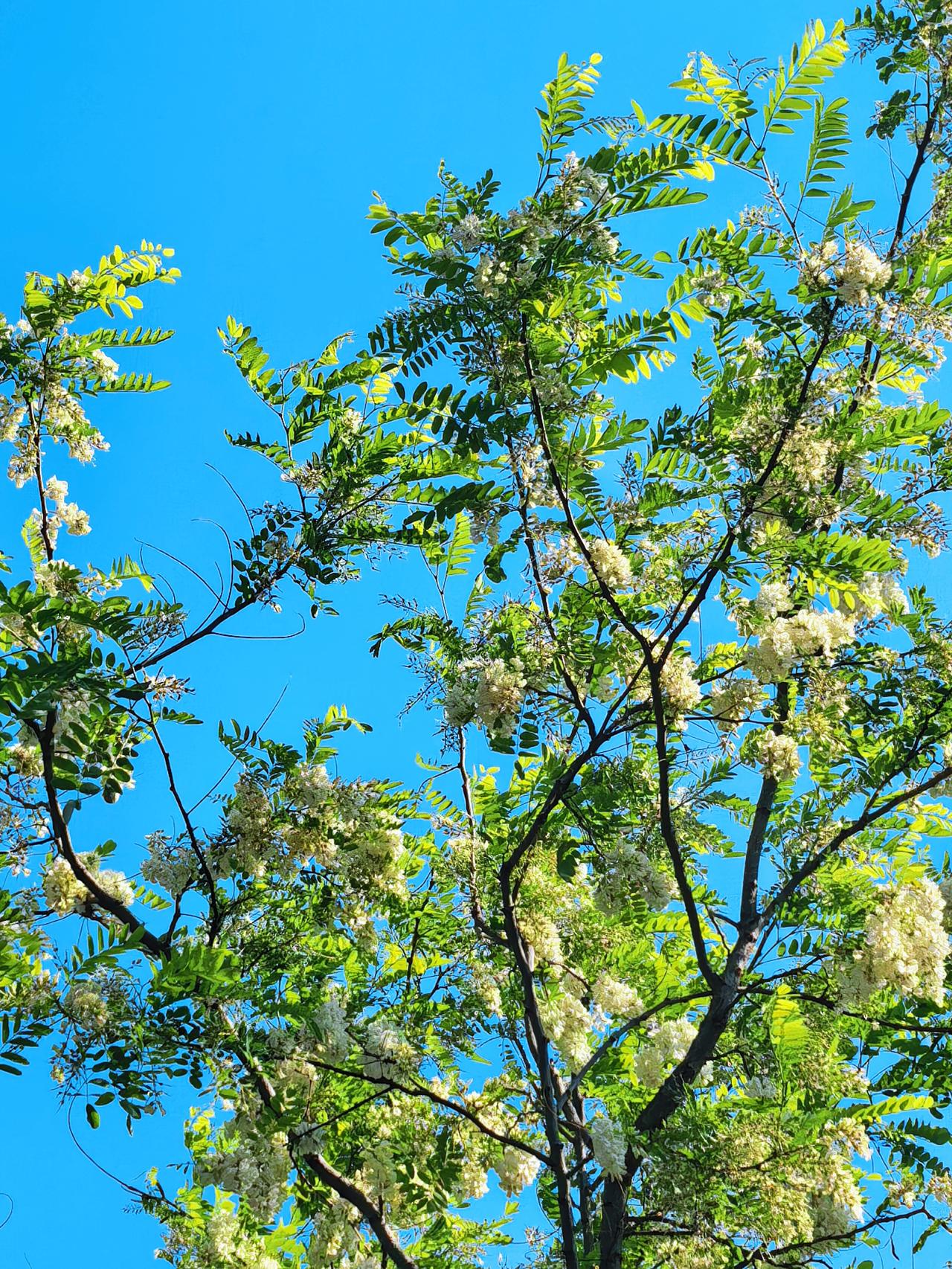 槐花咏
素蕊垂枝缀满庭，
风摇雪串暗香凝。
柔姿不与群芳竞，
淡韵偏随晚春兴。