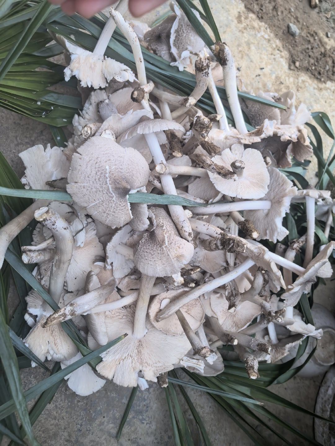 刚回村家人放羊捡了一窝野生鸡枞菌这是鸡枞菌吧？ 