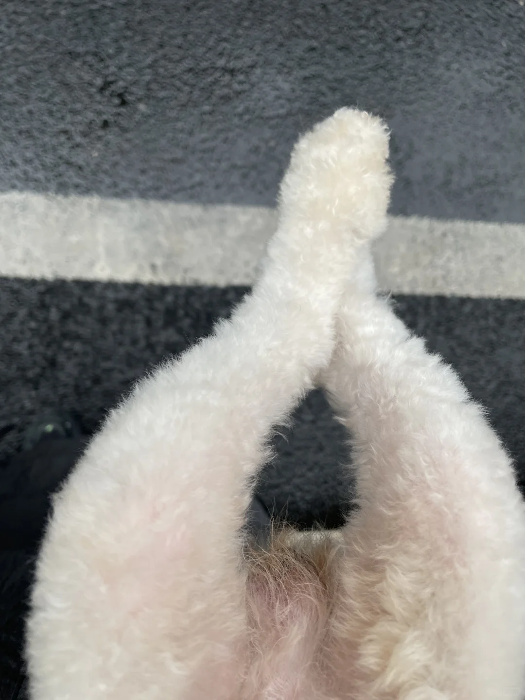 可爱腿腿，就是有一点点O型🐕