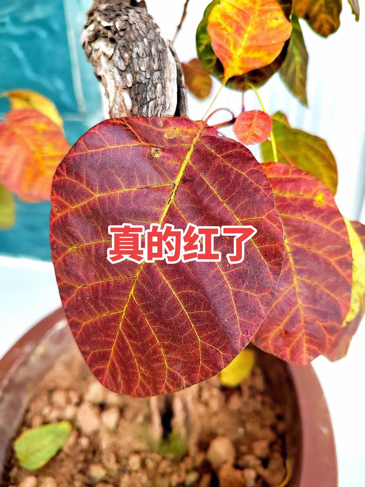 原创视频 家庭养花