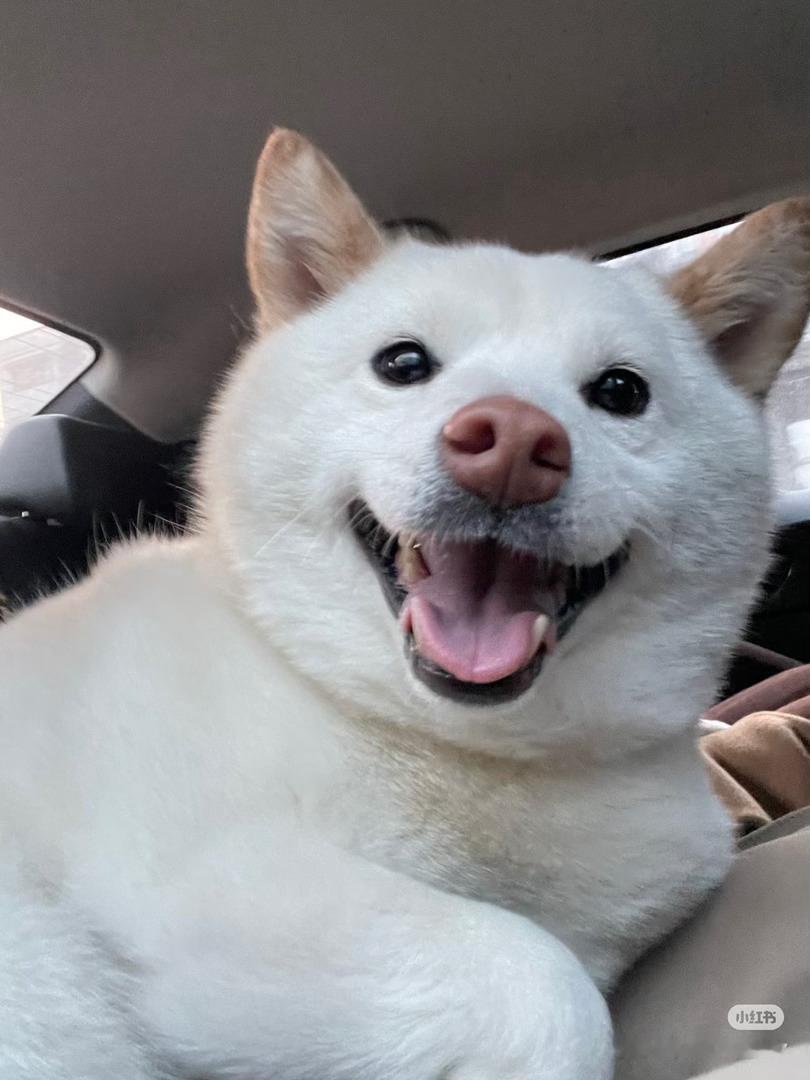 可爱的狗砸都是别人家的，只有孽障才是自家的。 